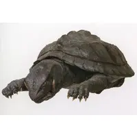 Postcard - Gamera the Guardian of the Universe