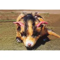 Trading Card - Ultraman Tiga