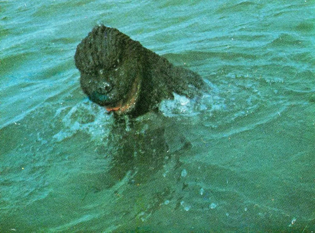 Trading Card - Godzilla